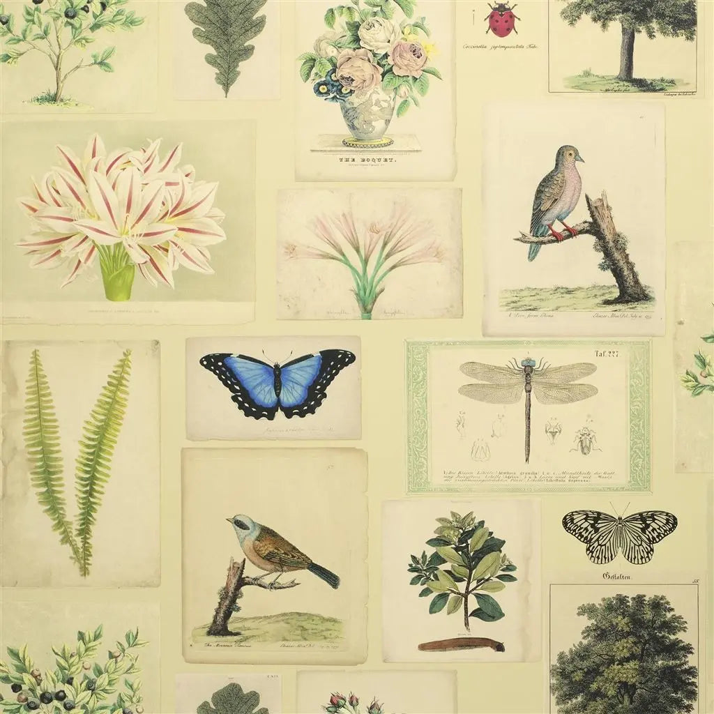 Papier peint Flora and Fauna John Derian motif flore et faune vintage parchment