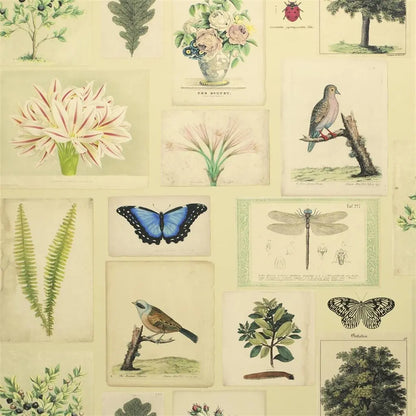 Papier peint Flora and Fauna John Derian motif flore et faune vintage parchment